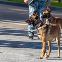 Домашние животные :: Анатолий. Chesnavik. Домашние животные :: Анатолий. Chesnavik.