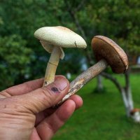 Быть иль не быть ? Вот в чём вопрос. :: Анатолий. Chesnavik. Быть иль не быть ? Вот в чём вопрос. :: Анатолий. Chesnavik.