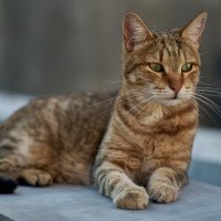 КЛеопатра
