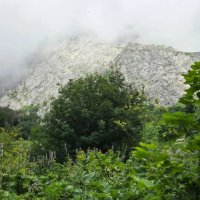 ФИШТ :: Tata Wolf