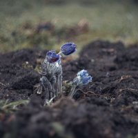 Мартовские сны умытой сон-травы. :: Анатолий Щербак