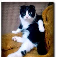 Манечка.  Вы что,меня опять фотографируете??? :: Елизавета Мур - Леонова