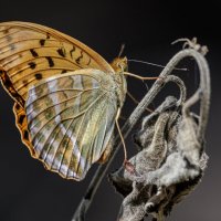 Рыжая :: Георгий Кулаковский