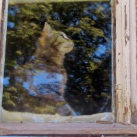 ..."небесный" мечтательный  котёнок... :: galalog galalog