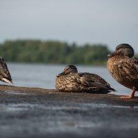 Уточки.