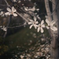 Магнолия звёздчатая (Magnolia stellata). :: Анатолий Щербак