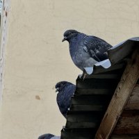 Пернатая компания
