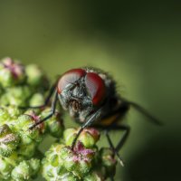 Муха :: Игорь Васильев 