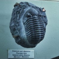Окно в древность: трилобит Phacops rana в Антропологическом музее, 2007 год