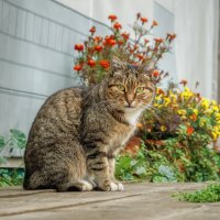 Нилова пустынь. Коты и кошки.