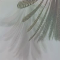 Шелест :: Наталья Rosenwasser