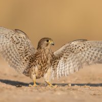 Дикие животные