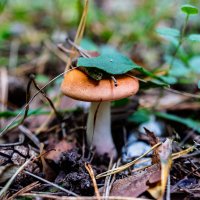 Маскировка на высшем уровне