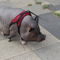 Весьма домашнее животное :: Константин Уткин Весьма домашнее животное :: Константин Уткин