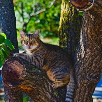 Кот Лукоморья