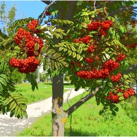 ЛЮБИМИЦА НАРОДНАЯ
