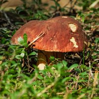 Pine white mushroom | 6