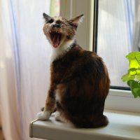 Евдокия...доброе утро!(2)