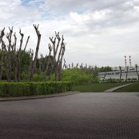 "Тополя, тополя, в город мой влюблённые.."