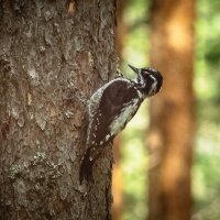Three‑toed woodpecker | 4 :: Sergey Sonvar