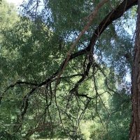 Всё стало вокруг голубым и зелёным.... :: Маргарита Б