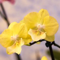 Younghome lemon yellow