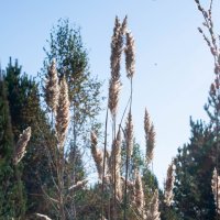 Природа :: Владимир Зонов