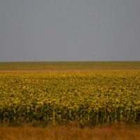 Бескрайние поля подсолнухов