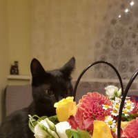 Кошка и цветы