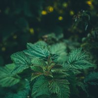 Зеленая архитектура