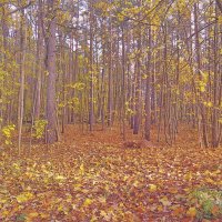 Краски осеннего леса
