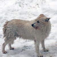 Белая на белом