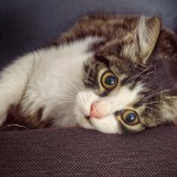 Котенок
