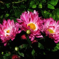 Хризантемы зацветают :: Людмила Смородинская Хризантемы зацветают :: Людмила Смородинская