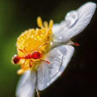 Myrmica rubra (она же рыжая мирмика или "рубиновый муравей")...