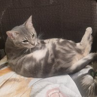 кот отдыхает