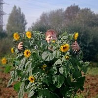 Чудо-подсолнух.