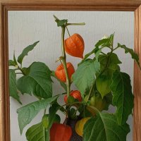 Физалис :: Любовь Сахарова Физалис :: Любовь Сахарова
