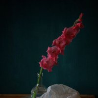 С гладиолусом.