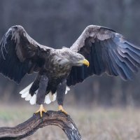 Дикие животные