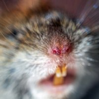 Нос. :: Анатолий. Chesnavik. Нос. :: Анатолий. Chesnavik.