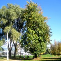 В середине сентября