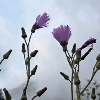 Цикорий обыкновенный