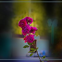 РОЗЫ :: Владимир Кроливец