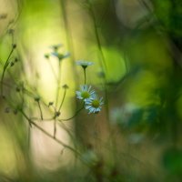 Природа