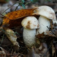 Подосиновик белый (лат. Leccinum percandidum) ... :: Федор Кованский Подосиновик белый (лат. Leccinum percandidum) ... :: Федор Кованский