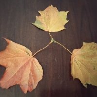 Кленовые листочки :: Дмитрий Никитин Кленовые листочки :: Дмитрий Никитин