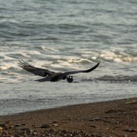 Дикие животные :: Alexandr Khizhniak
