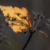 Краски осени