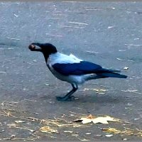 Ворона на дорожке сквера